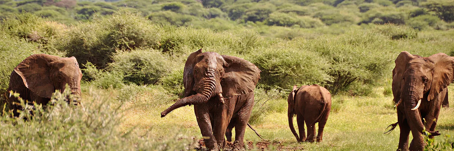 lake-manyara-featured 1.webp